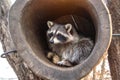 Beautiful fluffy raccoon, sitting in the hollow and looks out of it.