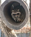 Beautiful fluffy raccoon, sitting in the hollow and looks out of it.