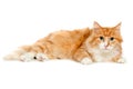 Beautiful fluffy red cat. Isolated