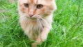 Beautiful fluffy red cat with yellow eyes in the summer sun rays in the green grass in summer