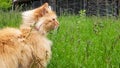 Beautiful fluffy red cat with yellow eyes in the summer sun rays in the green grass in summer