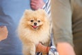 Beautiful fluffy red dog breed dwarf Pomeranian in the hands of a caring mistress