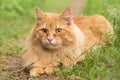 Beautiful fluffy red orange cat with attentive smart look lie in green grass outdoors in garden in spring summer Royalty Free Stock Photo