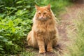 Beautiful fluffy red orange cat with insight attentive look sit in green grass outdoors in nature Royalty Free Stock Photo