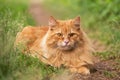 Beautiful fluffy red orange cat with insight attentive smart look lie in green grass outdoors in nature Royalty Free Stock Photo