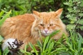 Beautiful fluffy red orange cat with insight attentive smart look lie in green grass outdoors in garden in nature Royalty Free Stock Photo