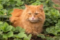 Beautiful fluffy red orange cat with insight attentive smart look lie in green strawberry leaves plant in garden in nature Royalty Free Stock Photo