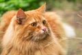 Beautiful fluffy red orange cat with insight attentive smart look portrait close up Royalty Free Stock Photo