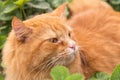 Beautiful fluffy red orange cat with insight attentive smart look portrait close up, macro Royalty Free Stock Photo