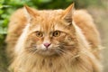 Beautiful fluffy red orange cat with insight attentive smart look portrait close up Royalty Free Stock Photo