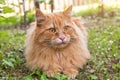 Beautiful fluffy red orange cat lie in green grass outdoors in garden in spring summer nature in sunlight Royalty Free Stock Photo