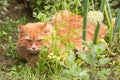 Beautiful fluffy red orange cat with lie in green grass and plants outdoors in garden. Cat hunting in summer nature Royalty Free Stock Photo