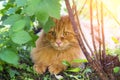 Beautiful fluffy red orange cat portrait. Cat hiding in green plants outdoors in garden in spring summer nature in sunlight Royalty Free Stock Photo