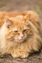 Beautiful fluffy red orange serious cat with insight attentive smart look portrait close up Royalty Free Stock Photo