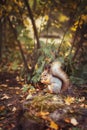 Beautiful fluffy ruddy squirrel eating nuts in autumn forest near stump which covered with moss, wooded district, close-up