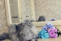 Beautiful fluffy Scottish purebred cat on the background