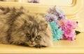 Beautiful fluffy Scottish purebred cat on the background of colored chrysanthemums looking at you