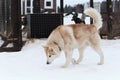 Beautiful fluffy shaggy northern sled dog breed on walk in the kennel. Red and white Siberian husky walks through snow in aviary Royalty Free Stock Photo