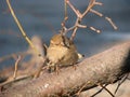 Beautiful, fluffy sparrow Royalty Free Stock Photo