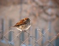 Beautiful, fluffy sparrow Royalty Free Stock Photo