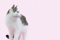 Beautiful fluffy spotted wite and grey cat isolated on a pink background. Curious cat standing Full length and looking away. Pets