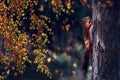 Beautiful fluffy squirrel in the autumn city park. Nature in the city. Autumn magical landscape. Royalty Free Stock Photo