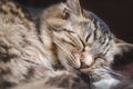 Beautiful fluffy striped cat sleeps on its pillow