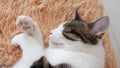 A beautiful fluffy tabby cat sleeps on a magic bed.