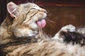 Beautiful fluffy tabby cat washes its hair with tongue
