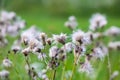 Beautiful fluffy thistle plants in a field