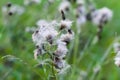 Beautiful fluffy thistle plants in a field