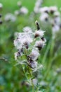 Beautiful fluffy thistle plants in a field