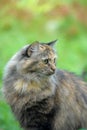 Beautiful fluffy tortoiseshell cat