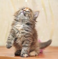 Fluffy tri-color kitten in a cattery