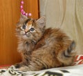 Fluffy tri-color kitten in a cattery