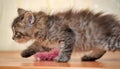 Fluffy tri-color kitten in a cattery Royalty Free Stock Photo