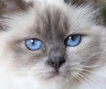 Close up of a beautiful fluffy white baby blue eyed birman cat Royalty Free Stock Photo