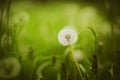 A beautiful fluffy white dandelion flower blooms in a meadow among green grass in summer Royalty Free Stock Photo