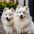 Beautiful Fluffy White Dogs in Love With Long Fur. Purebred Japanese Spitz in a Park, Countryside.