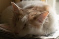 a beautiful fluffy white-red cat sleeps on a pile of old newspapers by the window. horizontal photo. close-up. Royalty Free Stock Photo