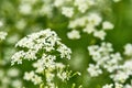 Beautiful fluffy wildflowers. blur bachground. color nature