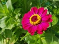 Spring Pink Cosmos