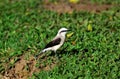 Beautiful Fluvicola nengeta bird on grass in park
