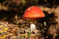 A beautiful Fly agaric fungus Amanita muscaria growing in a forest. Royalty Free Stock Photo