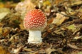 A beautiful Fly agaric fungus Amanita muscaria growing in a forest. Royalty Free Stock Photo