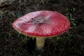 Beautiful Fly Agaric Mushroom in California Forest