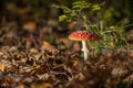 Beautiful Fly agaric (Amanita muscaria) mushroom growing in a forest Royalty Free Stock Photo