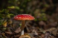 Beautiful Fly agaric (Amanita muscaria) mushroom growing in a forest Royalty Free Stock Photo