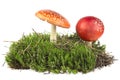 Beautiful fly agarics on green moss isolated over white background. Amanita poisonous mushrooms Royalty Free Stock Photo