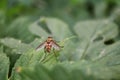 Beautiful fly close-up in the nature. Macro shot Royalty Free Stock Photo